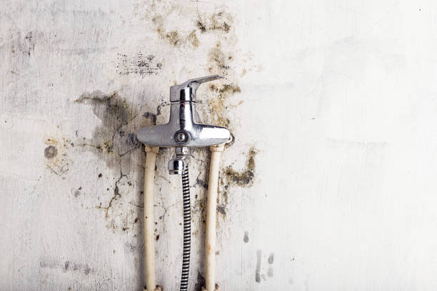 Reliable Calhoun, GA Mold Removal Solutions