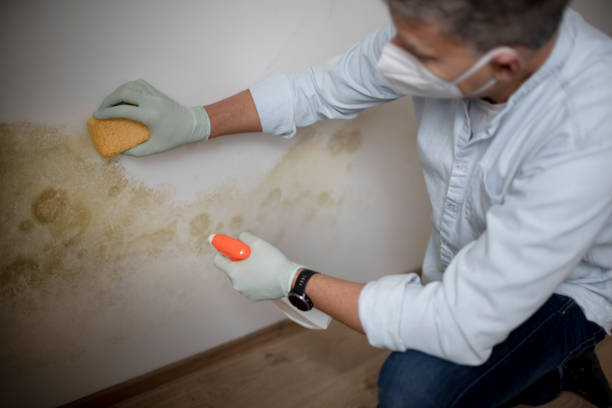 Best Residential Mold Removal  in Calhoun, GA