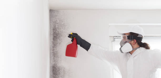 Best Mold Testing and Removal  in Calhoun, GA