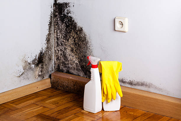Best Professional Mold Removal  in Calhoun, GA