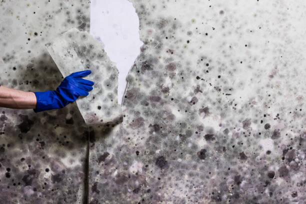 Best Home Mold Removal  in Calhoun, GA
