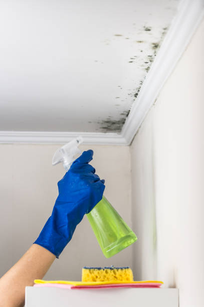 Best Toxic Mold Removal  in Calhoun, GA